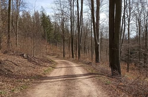 A serene dirt trail through a leafless forest in early spring, Lower Silesia, Poland.