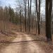 A serene dirt trail through a leafless forest in early spring, Lower Silesia, Poland.